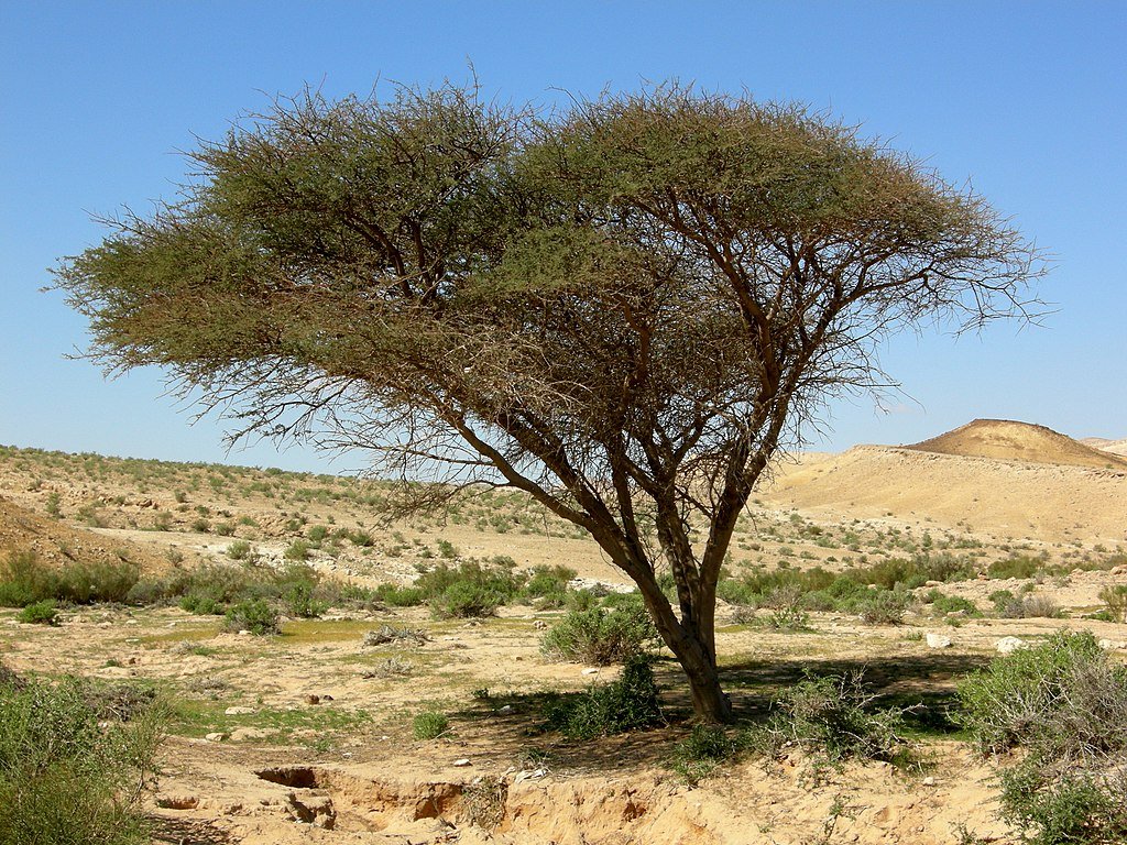 Lire la suite à propos de l’article Sortilèges de protection avec de l’acacia